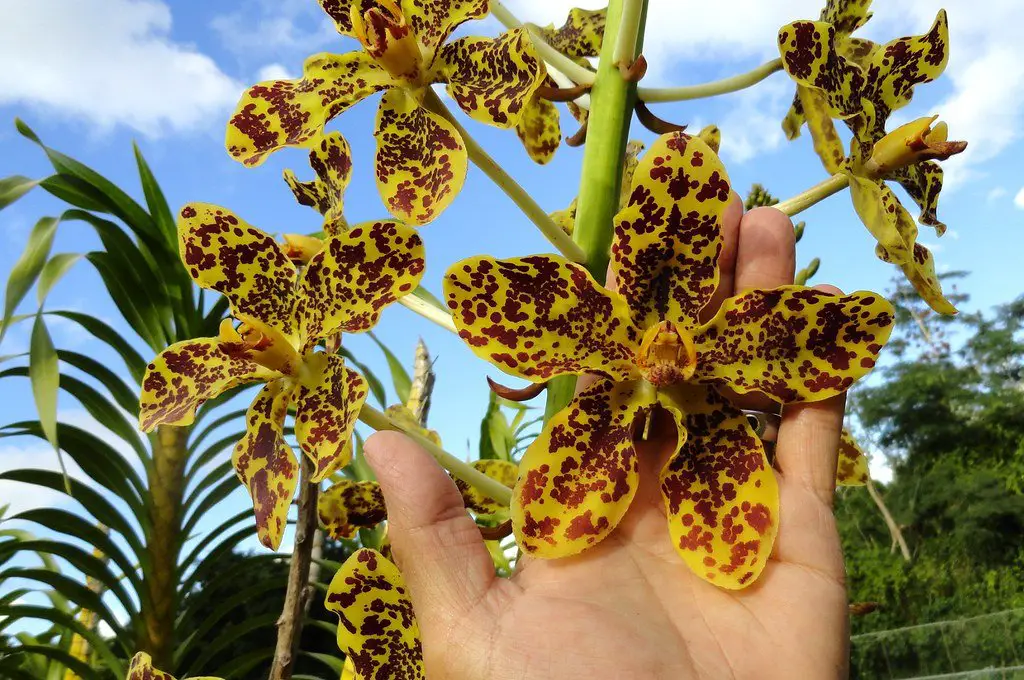 A Maior Orquídea do Mundo 