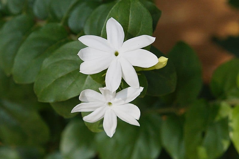 Jasminum Officinalis 